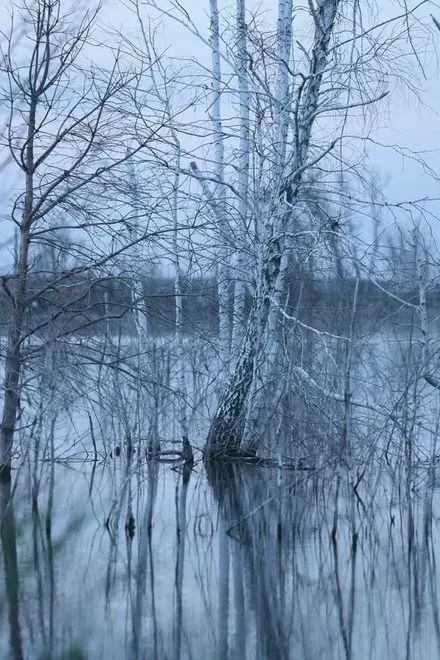 No Shade In The Forest